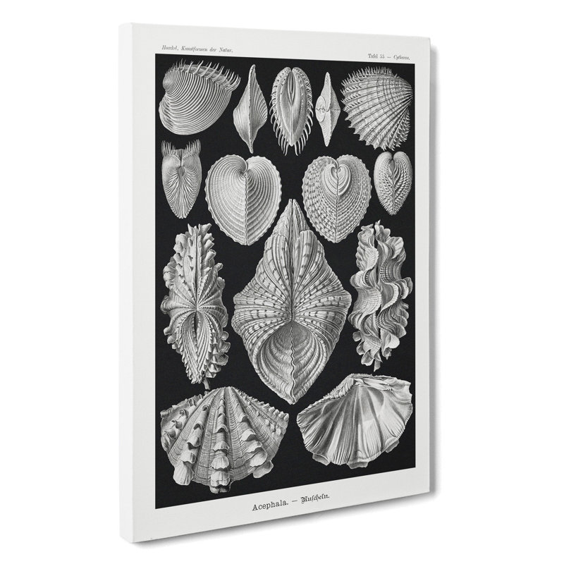 Seashells Acephala by Ernst Haeckel - Wrapped Canvas, 76cm H x 50cm W x 3cm D