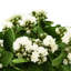 Kalanchoe Arrangement in Fiberstone Pot-1078803482