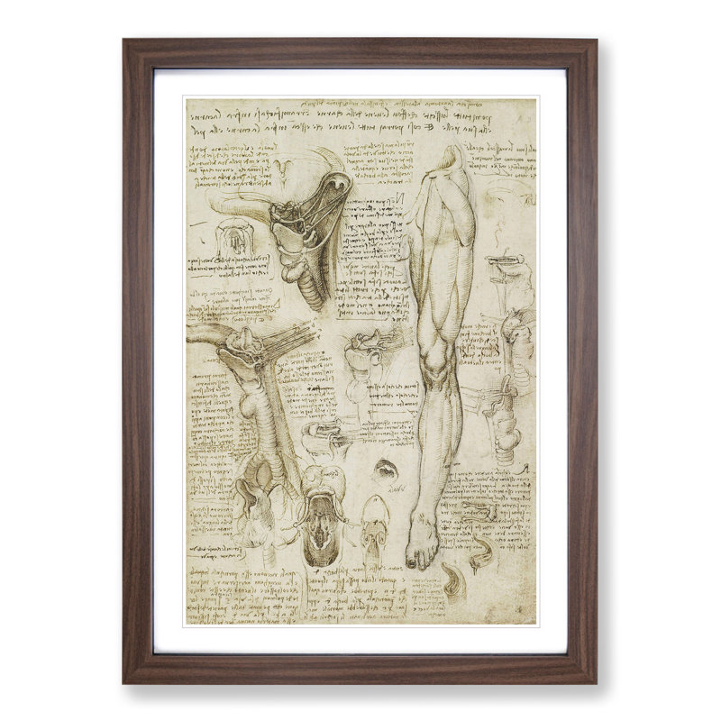 Human Anatomy Vol.7 by Leonardo Da Vinci - Picture Frame Drawing, Walnut Framed, 48cm H x 36cm W x 2cm D