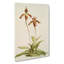 Magnolia Flowers Illustration Tab.38 by Frederick Sander - Wrapped Canvas-55309902