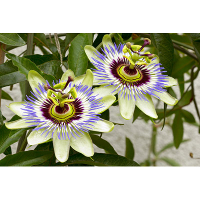Passion Flower - Wrapped Canvas Print