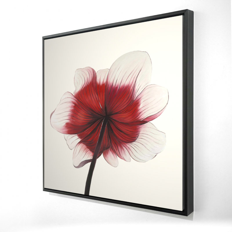 " Anemone Red Flower "