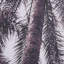 «Tuley Palms Horizontal» par Deborah Revell, reproduction d'art encadrée sous verre-80788199-80788203
