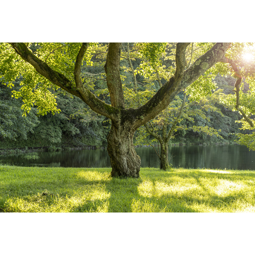 Ein alter Baum von KS BioGeo - Drucken