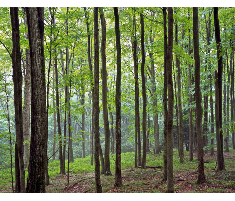 Décalcomanie murale forêt, 28 po x 36 po