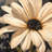 Open Daisy - Modern Poly Twill Throw for Home Decor