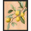 Citrons jaunes - reproduction d'un seul cadre photo-98266918-98266920