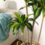 Faux arbre 54 po Dracaena Fragrans