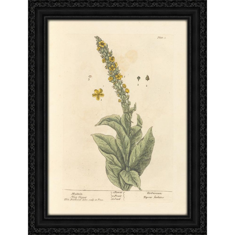 Mullein (1739)