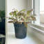 Live Pink Fittonia Nerve Plant-65834003