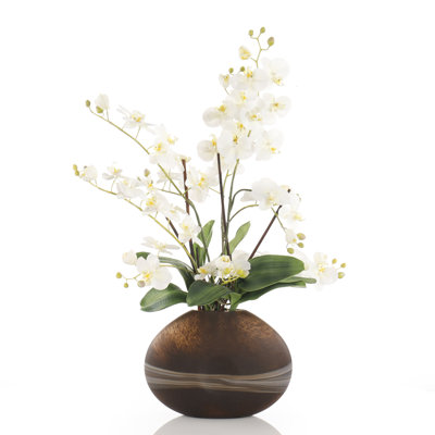 Desert Orchids