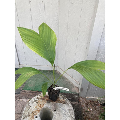 Ernest August's Palm - Understory Fishtail Palm - Live Plant in a 4 Inch Growers Pot - Chamaedorea Ernesti Augusti - Rare Ornamental Palms from Florida