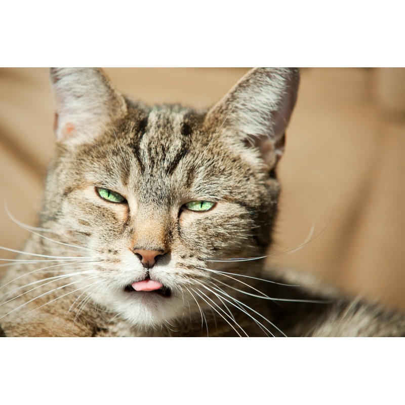 Funny Cat Face Sticking Out Tongue by Sdominick - Wrapped Canvas Print, 20cm H x 30cm W