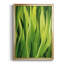 Blades of Grass II - peinture à cadre unique-1661991474-1661991475