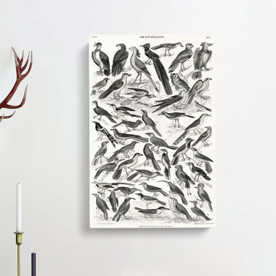 Ornithology Study Of Birds XCI by Oliver Goldsmith - Wrapped Canvas Print