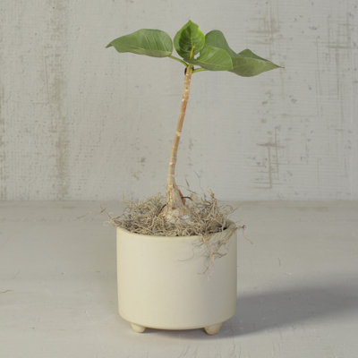 Pot de fleurs en céramique