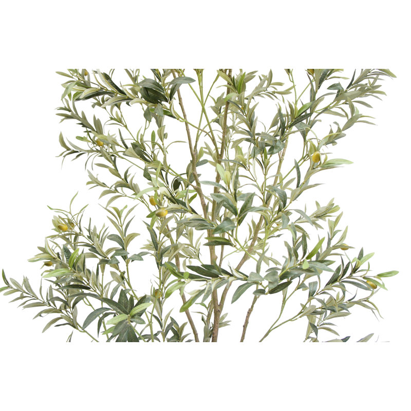 7FT Whispy Olive Tree in Grower Pot