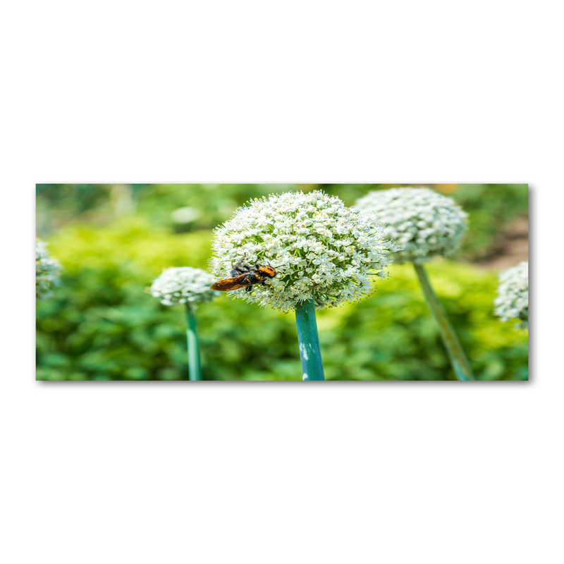 Blooming Garlic - Wrapped Canvas Print