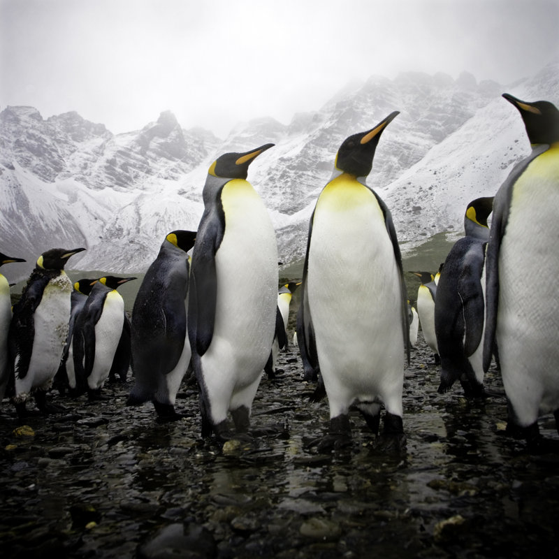 Penguins On Rocky Beach by Mlenny - Wrapped Canvas Print, 51cm H x 76cm W