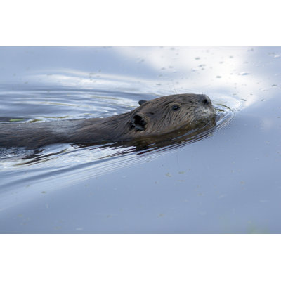 Natation Beaver par 3DVD