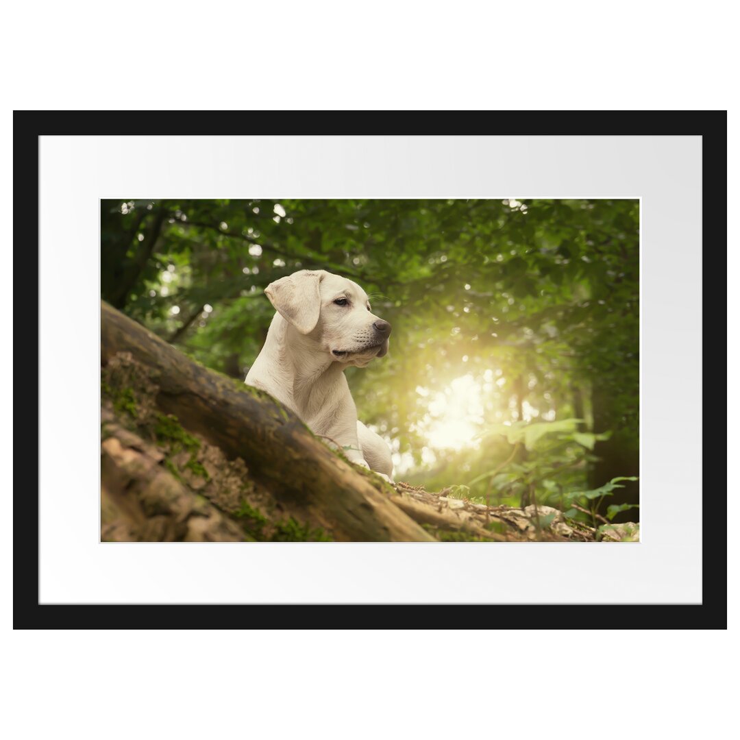 Gerahmtes Poster Labrador Welpe im Wald