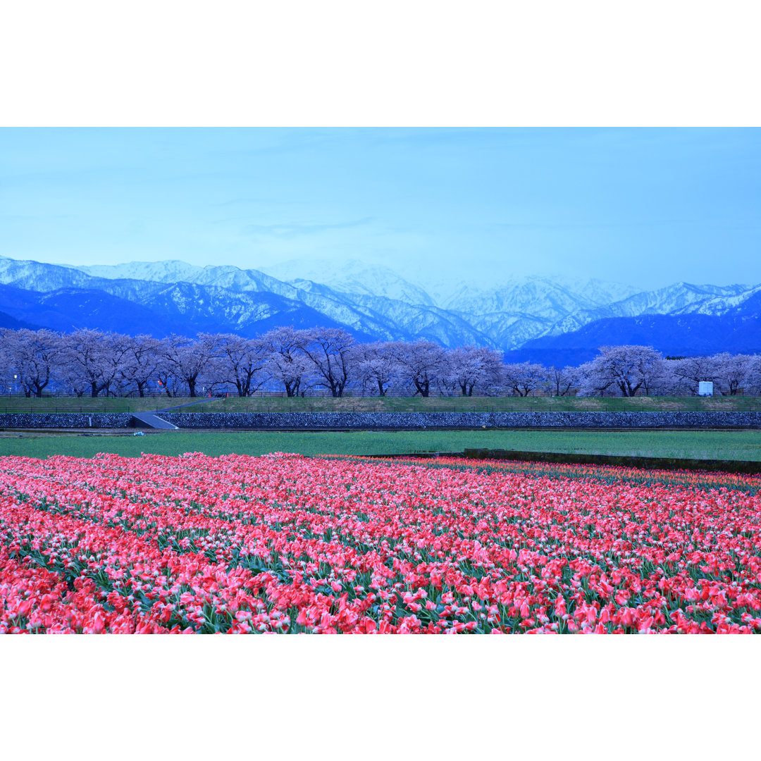 Leinwandbild Tulips And Cherry Tree von Noririn