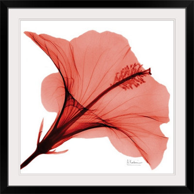 «Manigault», Hibiscus X-Ray par Kiranjit, reproduction de photo