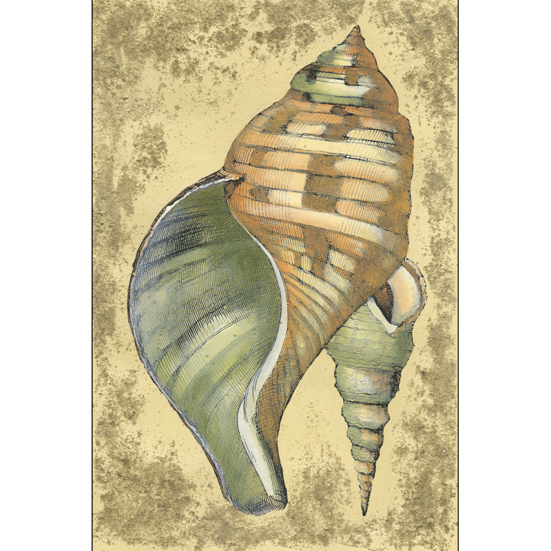 Sand And Shells II by Vision Studio - Wrapped Canvas Print, 46cm H x 30cm W x 3.8cm D