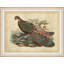 Pheasant Collection 10 Print
