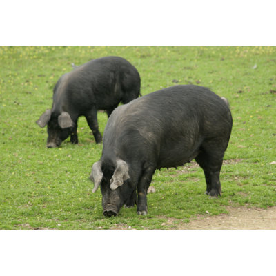 " Autoctonous Pig " by Roset