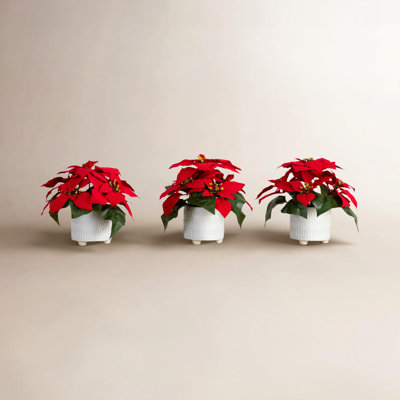 8" Poinsettia Plant in Planter