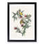American Goldfinch Birds by John Audubon - 1 Piece Single Picture Frame Painting-55545125-55545126