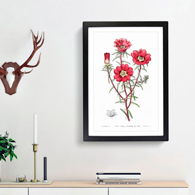 Pink Rose Moss Flowers - Framed Print