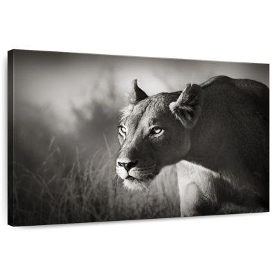 Brampt Stalking Lioness