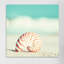 Nautilus, reproduction de photo sur toile tendue-22683769-72698333-72698334