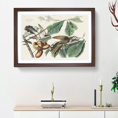 Yellow-Billed Cuckoo Birds by John Audubon - Framed Print