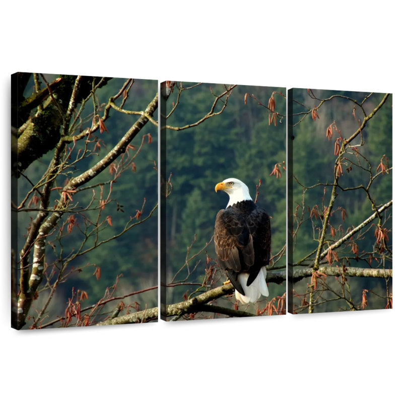 Brampt Perched Canadian Bald Eagle, 48" H x 74" W