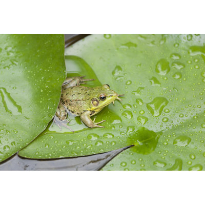 Frog on a Lily Pad by Ailime