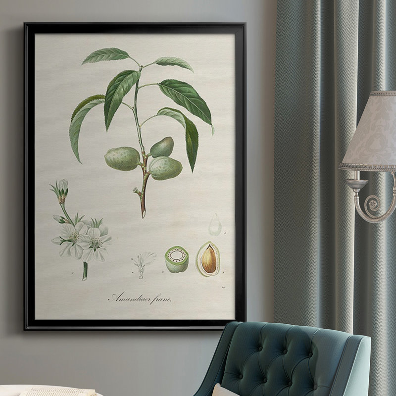 Antique Ammond Botanical I, reproduction d'art encadrée, Noir, H 30,5 po x l 22,5 po x P 1 po