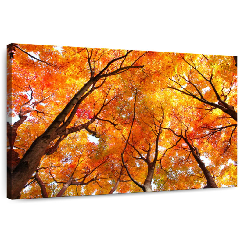 Alvord Maple Tree Autumn Canopy