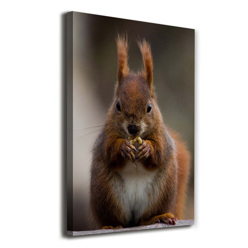Squirrel - Wrapped Canvas Print