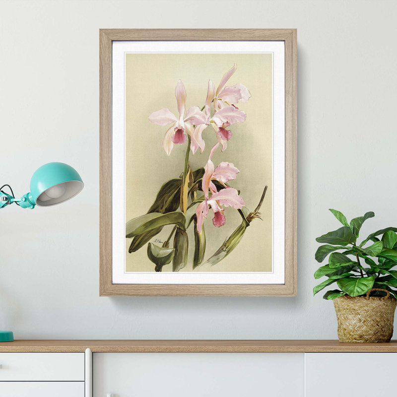 Magnolia Flowers Illustration Tab. 85 by Frederick Sander - Framed Print, Oak, 76cm H x 50cm W x 2cm D