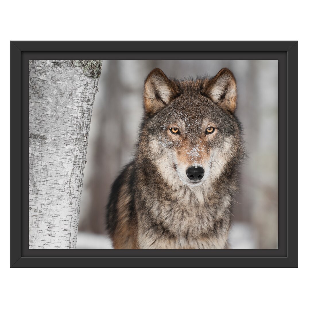 Gerahmtes Wandbild Wachsamer Wolf