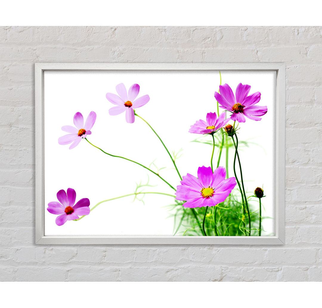 Pink Daisy Bloom - Einzelner Bilderrahmen Kunstdrucke auf Leinwand