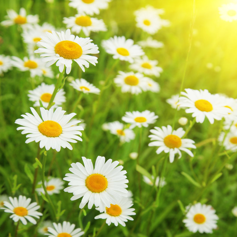 White Daisies On Summer Day - Wrapped Canvas Print, 91cm H x 91cm W