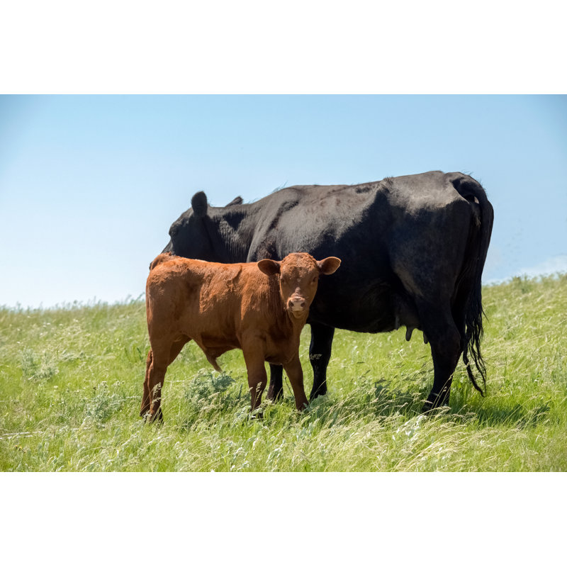 Mother Cow With Calf by Debibishop - No Frame Print on Canvas, 20cm H x 30cm W