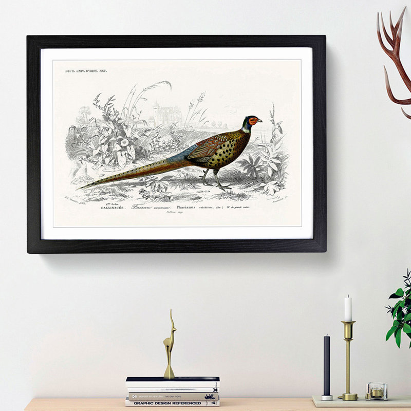 Pheasant Illustration by Charles D' Orbigny - Picture Frame Painting Print, 36cm H x 48cm W x 2cm D, Black Framed