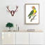 Mayna Barbet Bird by George Shaw - Picture Frame Painting Print-55617612-55617616