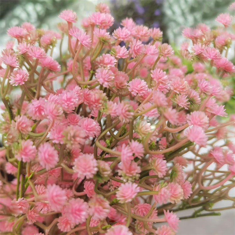 Fleurs, fleurs, bébés, buissons, Rose
