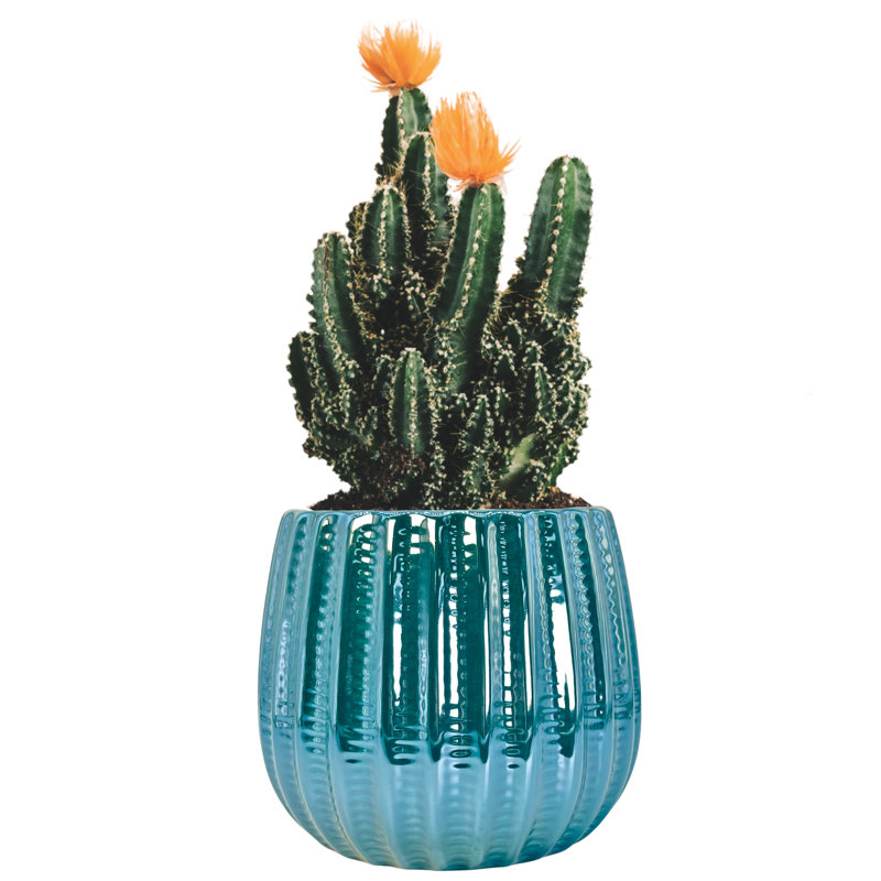 5.5" Ceramic Flower Planter, Ceramic Pot Planter, Plant Home Décor,, Teal